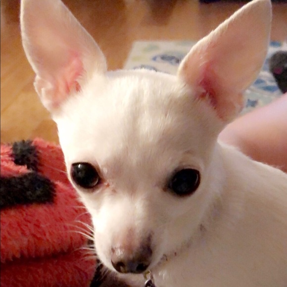 Meet your Posher, Nikki - Picture 1 of 1